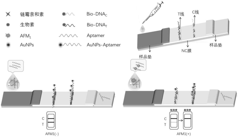 一種基于金納米球的黃曲霉毒素M1適配體試紙條的制備方法及應(yīng)用
