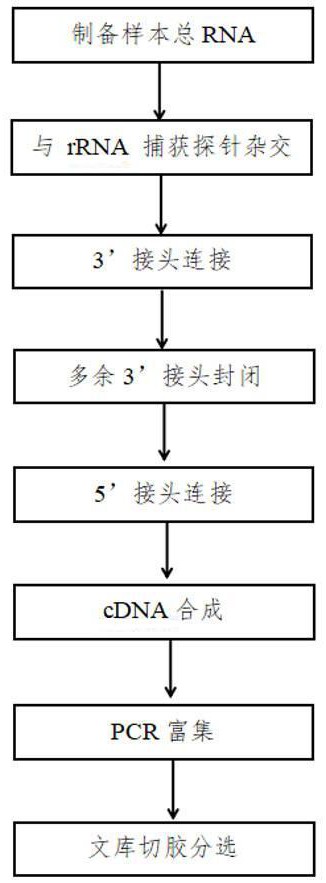 一種果蠅miRNA文庫rRNA的捕獲探針及其應用的制作方法