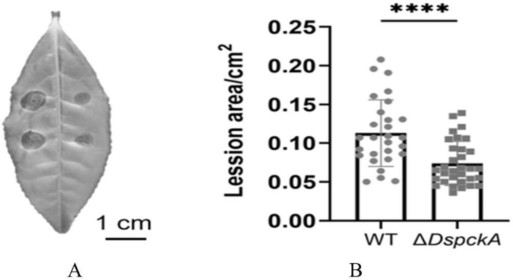 DspckA基因在調控D.segeticola致病力和作為殺菌劑靶標中的應用