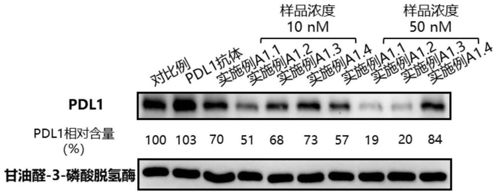 一種多價的溶酶體靶向嵌合體及其在蛋白降解和免疫治療中的應(yīng)用