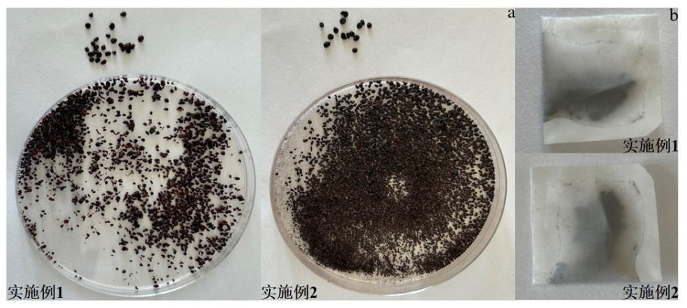 一種凝膠微球吸附與超聲聯(lián)合治理球形棕囊藻赤潮的方法及凝膠微球的再生方法