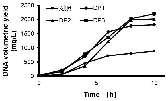 高產(chǎn)質(zhì)粒的大腸桿菌重組菌株及其構(gòu)建方法和應(yīng)用與流程