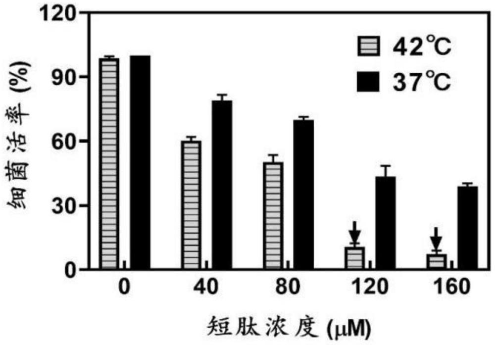 一種抑菌穿膜多肽及其應(yīng)用