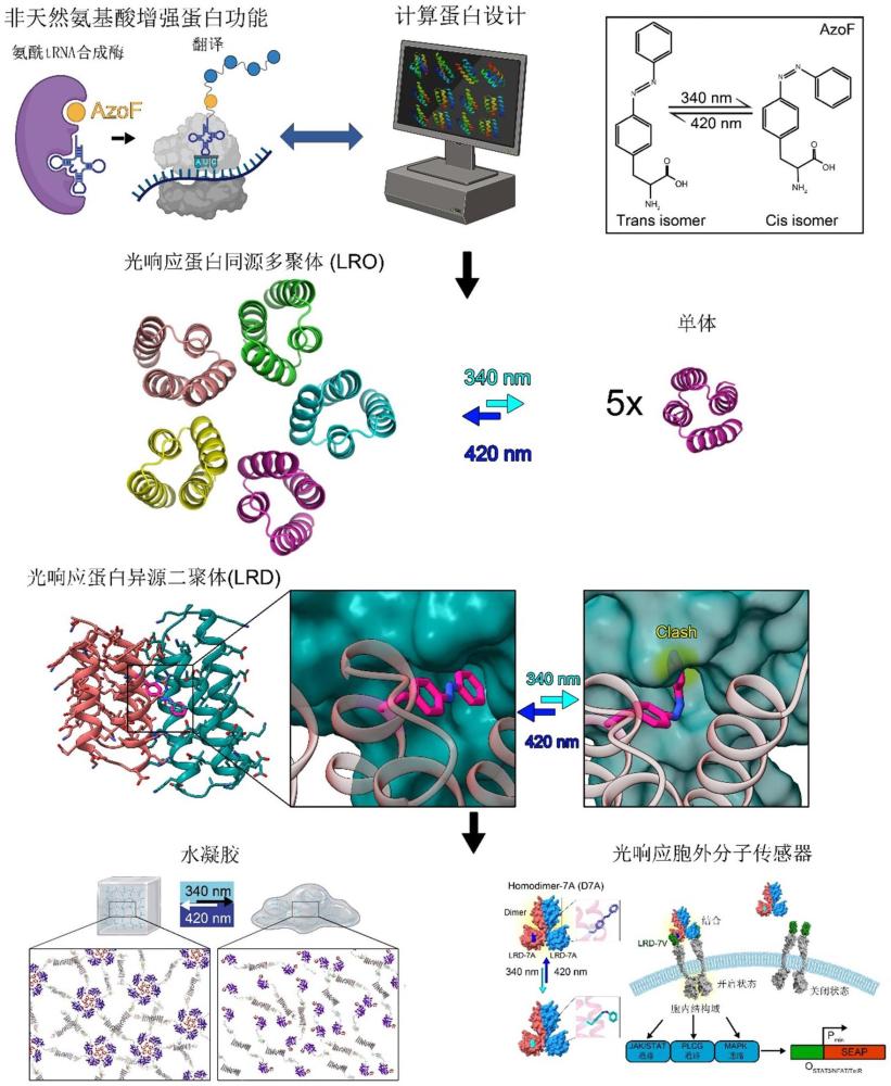 光響應(yīng)組裝蛋白及其應(yīng)用
