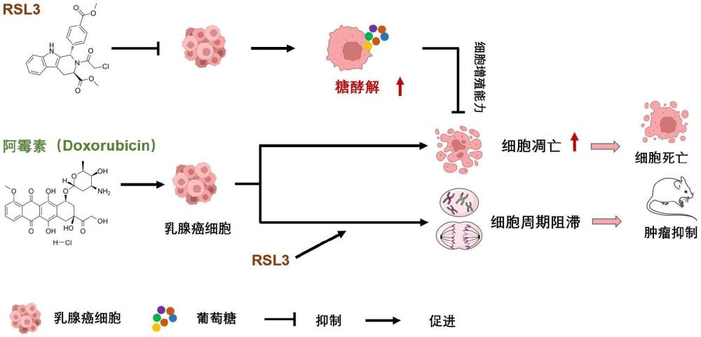 RSL3聯(lián)合阿霉素在制備治療乳腺癌藥物中的應(yīng)用