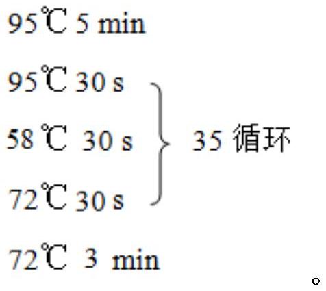 一種鑒定鴿肉和雞肉的分子生物學(xué)方法及應(yīng)用與流程