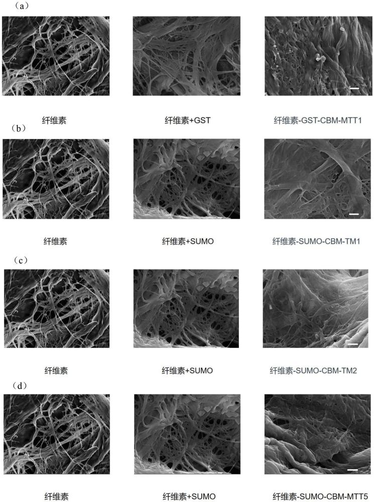 復合型重金屬吸附劑制備及其應用