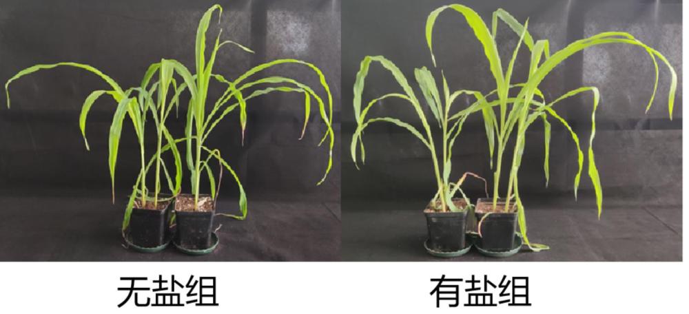 一株耐鹽促生惡臭假單胞菌PLW1及其應(yīng)用