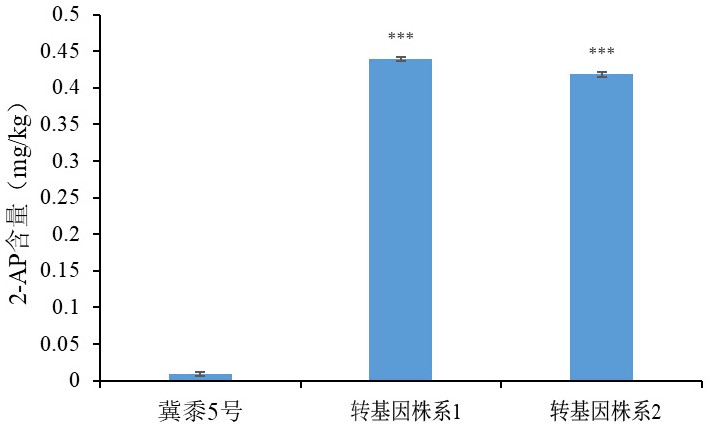 一種調(diào)控糜子香味的BADH2基因、應(yīng)用及方法