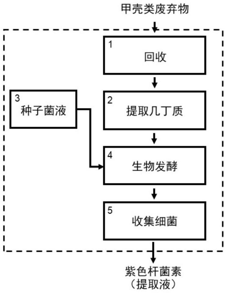 一種將甲殼類廢棄物轉(zhuǎn)化為紫色桿菌素的新型資源化技術(shù)