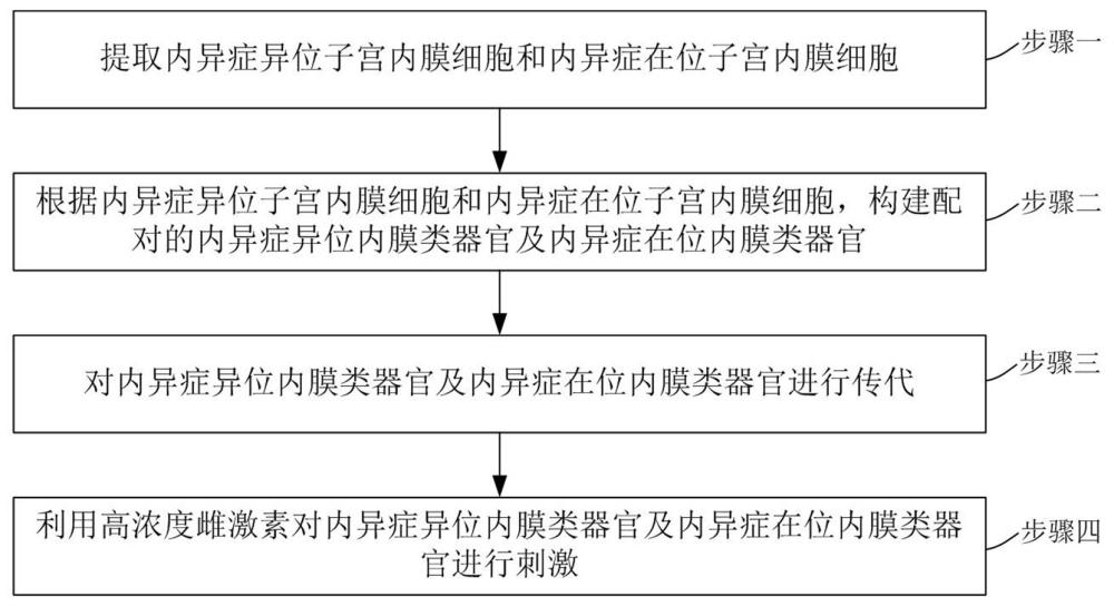 子宮在位內(nèi)膜及異位內(nèi)膜類器官誘導(dǎo)惡變模型及其建立方法和應(yīng)用與流程