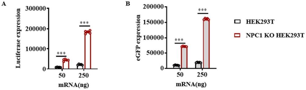 mRNA藥物組合物及其制備方法和應(yīng)用