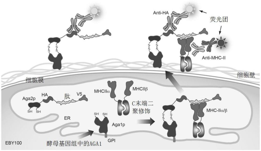 發(fā)現(xiàn)MHC新抗原肽表位的工程化細胞的制作方法