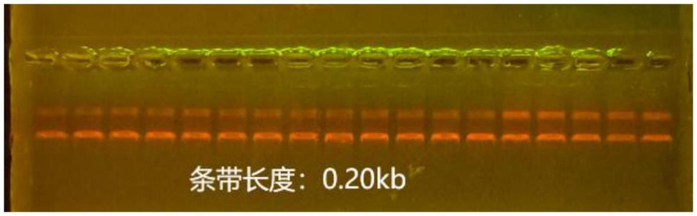 一種花生種子特異性基因啟動子N1YYK3及其應用的制作方法