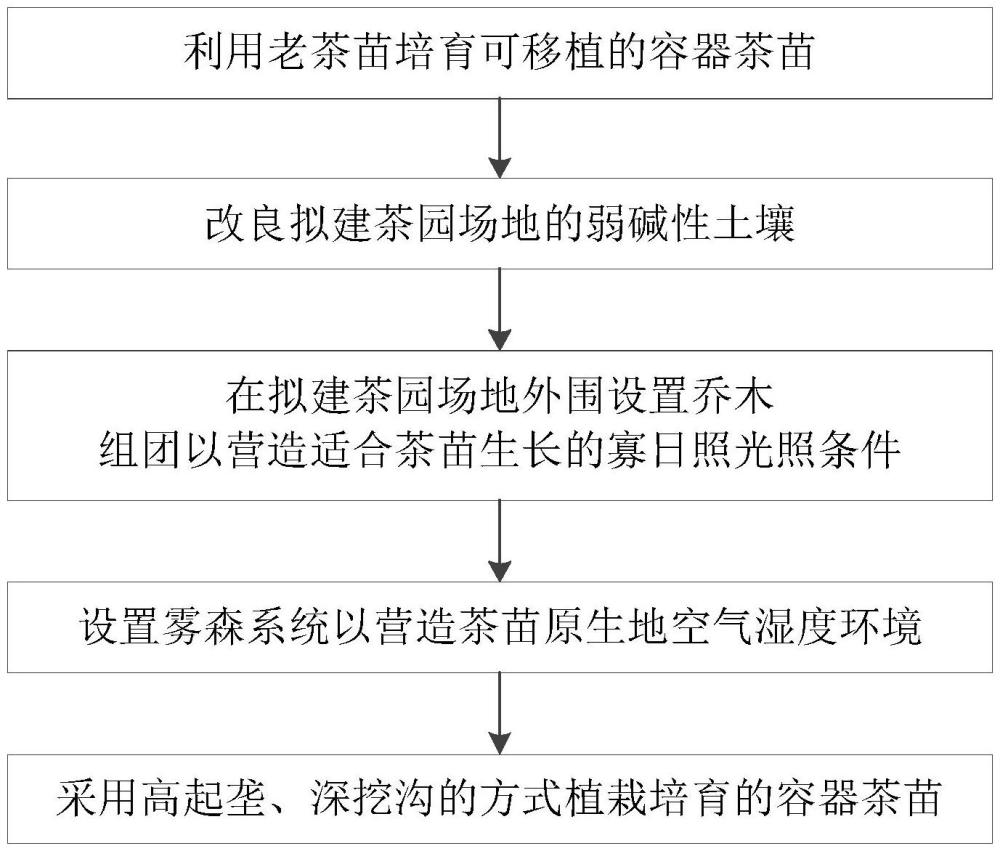 一種低海拔、弱堿土地區(qū)老茶苗移植方法與流程