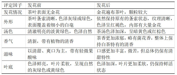 一種金花菌及其在白茶加工中的應(yīng)用