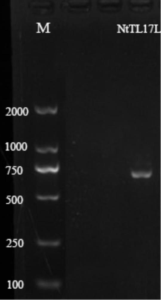 煙草NtTL17L基因及其應(yīng)用的制作方法
