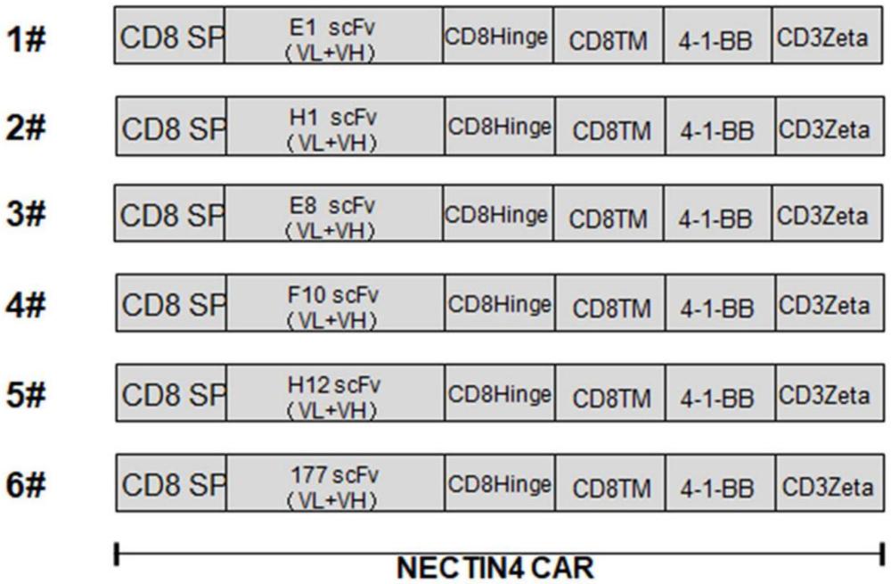 靶向人Nectin4蛋白的抗體或其片段和應(yīng)用的制作方法