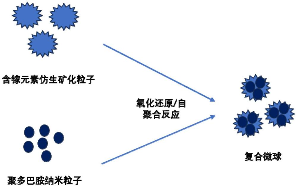 含鎵仿生礦化粒子與聚多巴胺納米粒子的復(fù)合微球及其制備方法與應(yīng)用