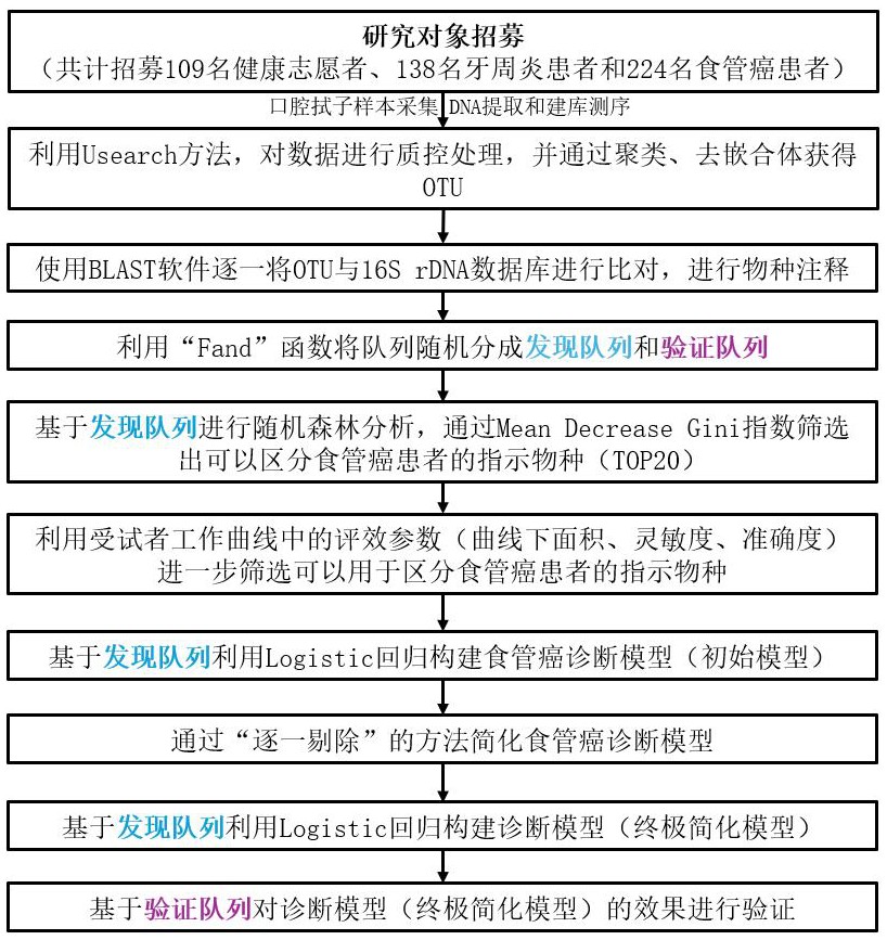 一種基于口腔微生物的食管癌早期篩查模型及其構(gòu)建方法