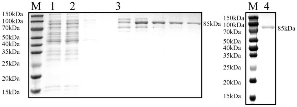 一種基于RPA-PfAgo的賈第蟲可視化檢測(cè)系統(tǒng)及其應(yīng)用