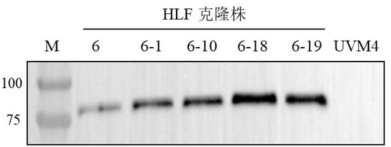 高效合成重組人源乳鐵蛋白的方法