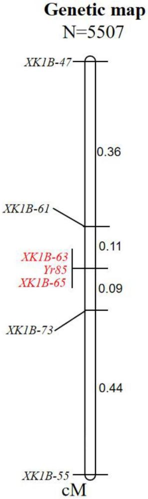 一種與小麥抗條銹病基因Yr85連鎖的KASP分子標(biāo)記及其應(yīng)用