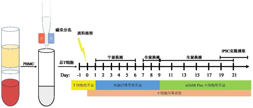 一種T細胞重編程為誘導(dǎo)多能干細胞的方法與流程