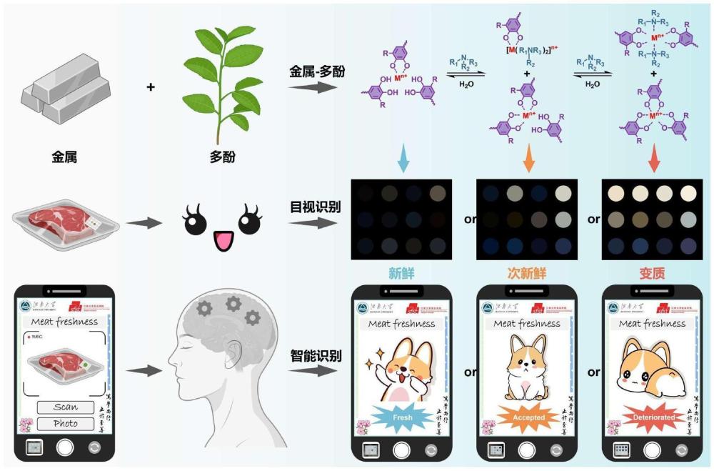 一種金屬-多酚配位顯色體系及其在肉類新鮮度監(jiān)測(cè)中的應(yīng)用