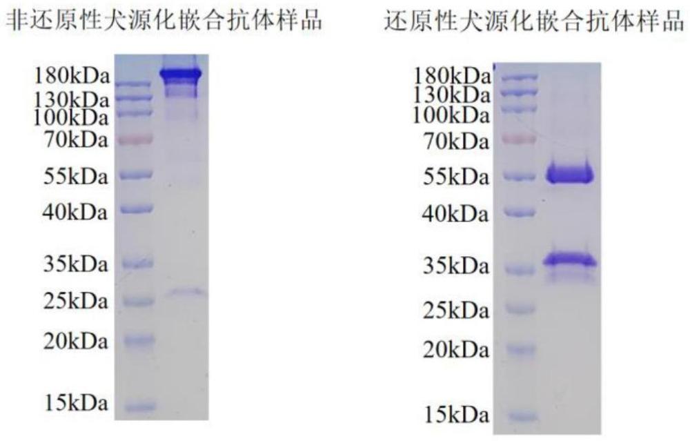 一種抗犬瘟熱病毒的基因工程嵌合抗體及應用