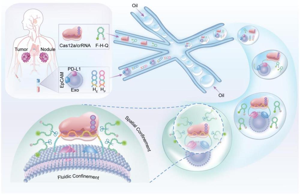 用于檢測單個外泌體亞群的探針組合物、CRISPR/Cas12a報(bào)告器及其制備與應(yīng)用