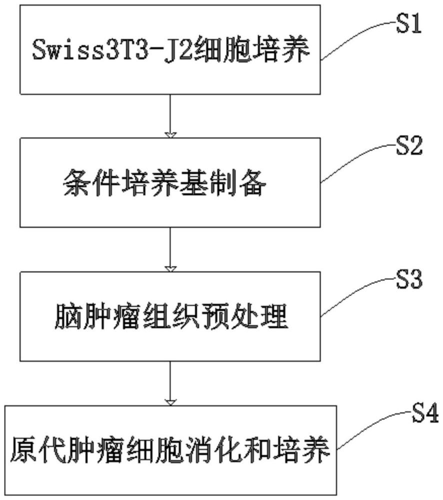 一種膠質(zhì)瘤病人來源的原代細(xì)胞（PDC）培養(yǎng)方法