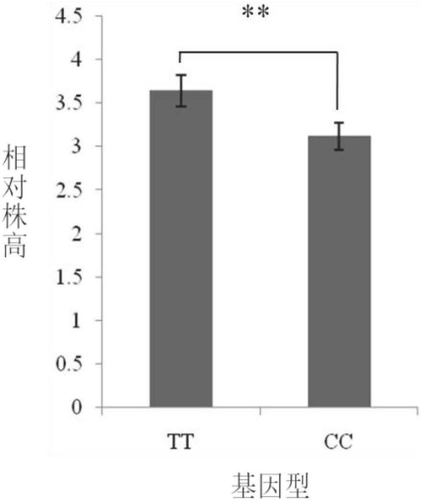 一個大豆耐鹽分子標記DNKA281及其引物