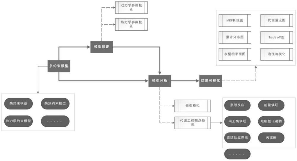 一種多約束代謝網(wǎng)絡(luò)模型工具包的生成方法和應(yīng)用