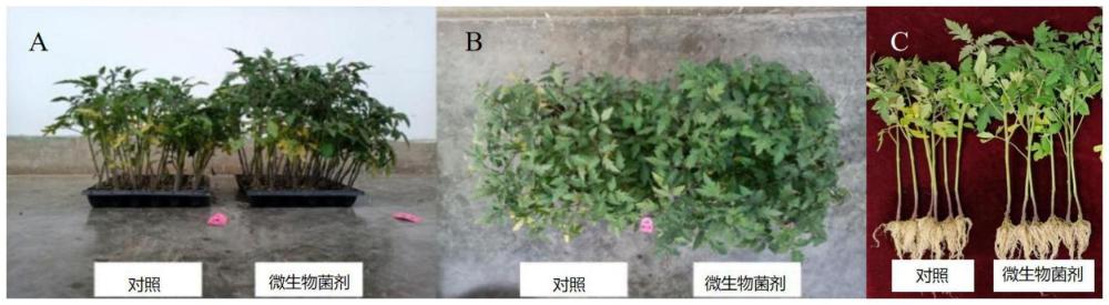 一種微生物菌劑及其應(yīng)用的制作方法