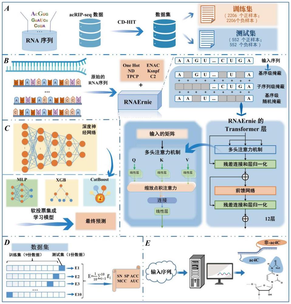 基于RNAErnie預(yù)訓(xùn)練模型的RNA N4-乙酰胞苷修飾位點(diǎn)預(yù)測方法及系統(tǒng)