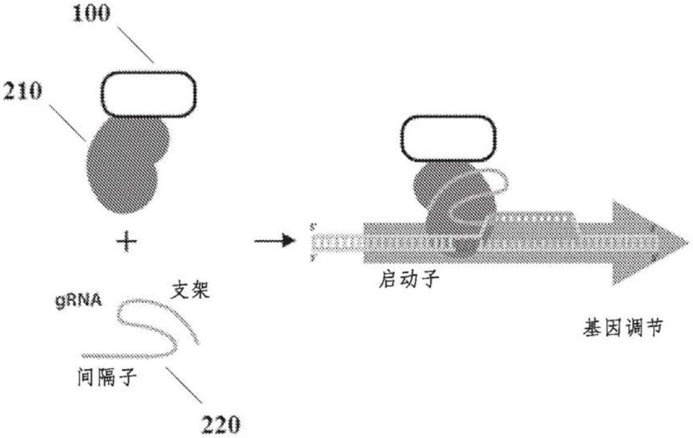 工程化基因效應(yīng)因子、組合物及其使用方法與流程