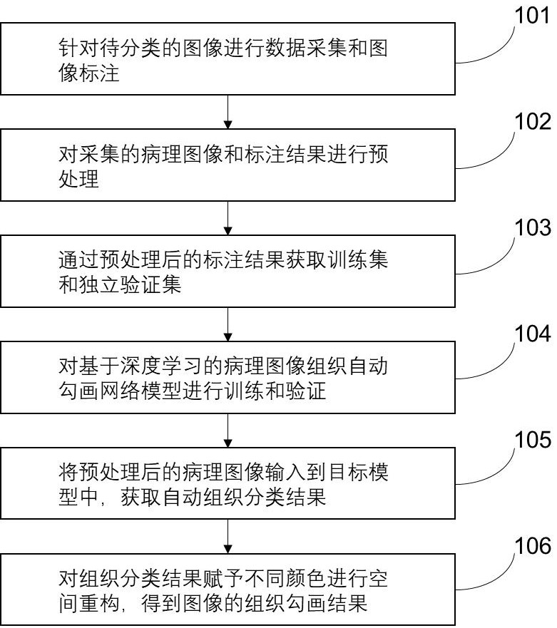 一種基于深度學(xué)習(xí)網(wǎng)絡(luò)的食管鱗癌病理圖像的自動組織勾畫系統(tǒng)及勾畫方法