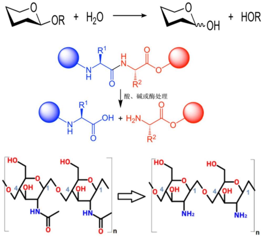 生物質(zhì)菌絲增強(qiáng)的水性聚氨酯復(fù)合材料及其制備方法、應(yīng)用與流程