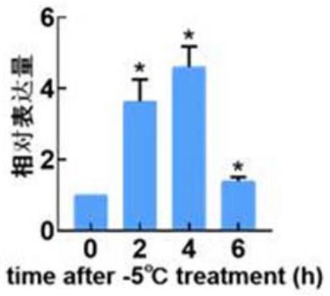 MsMCU1.2蛋白及其相關(guān)生物材料在培育抗凍植物品種中的應(yīng)用