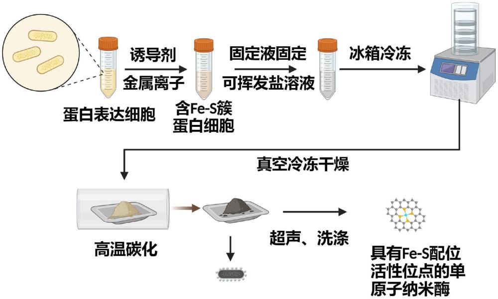 金屬-硫配位的單原子納米酶的制備方法及其應(yīng)用