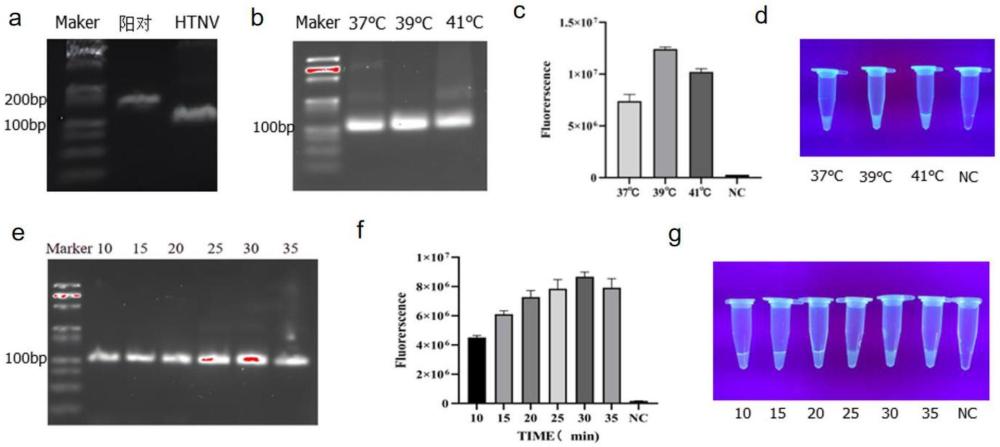 一種基于RPA-CRISPR/Cas12a體系檢測(cè)漢坦病毒HTNV亞型的DNA片段、重組載體、試劑組合、試劑盒和應(yīng)用