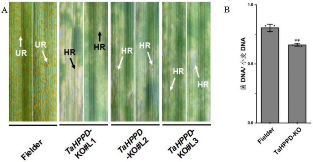TaHPPD蛋白在調(diào)控小麥條銹病抗性中的應(yīng)用
