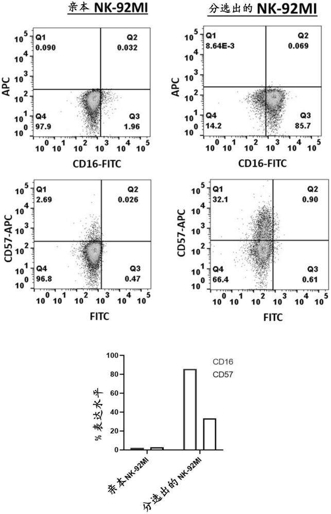 CD16高CD57高NK-92MI細(xì)胞的制作方法