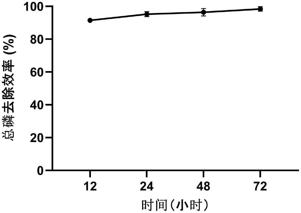 一種柵藻Fs及其應(yīng)用、柵藻藻液及其培養(yǎng)方法和應(yīng)用、含磷廢水的處理方法