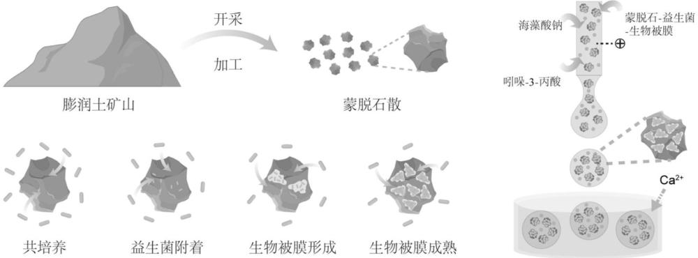 一種蒙脫石-益生菌微球制劑及其制備方法與應(yīng)用