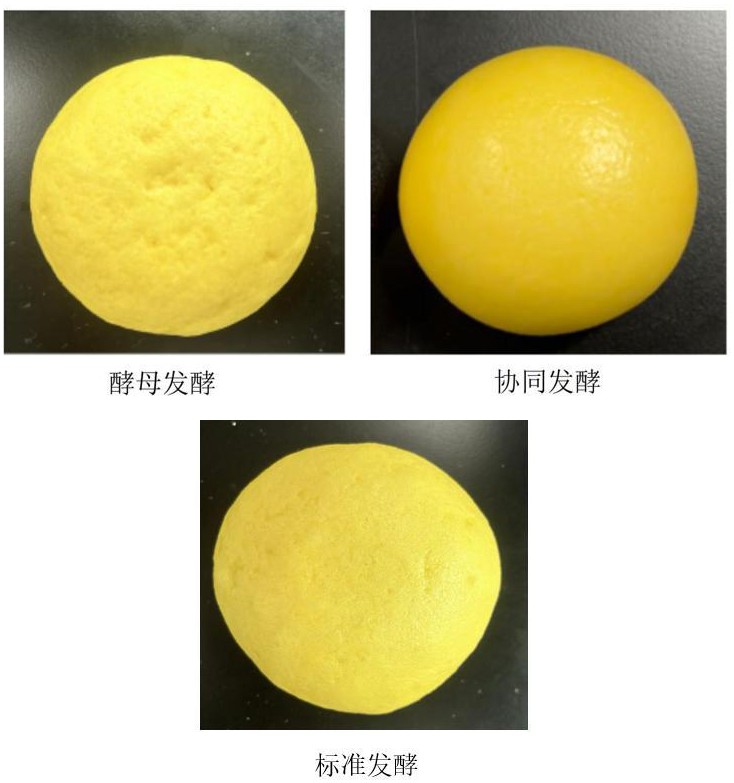 一種植物乳桿菌協(xié)同酵母發(fā)酵制備玉米饅頭的方法