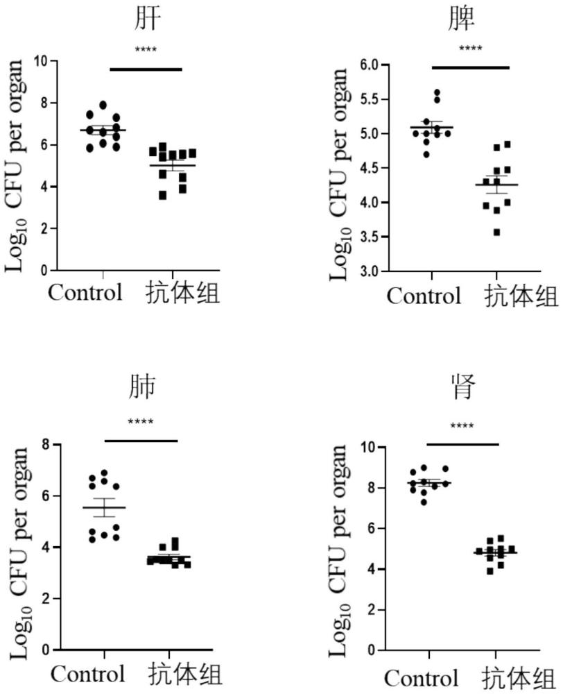 抗金黃色葡萄球菌鐵離子調(diào)節(jié)表面決定簇B蛋白的單克隆抗體及應(yīng)用