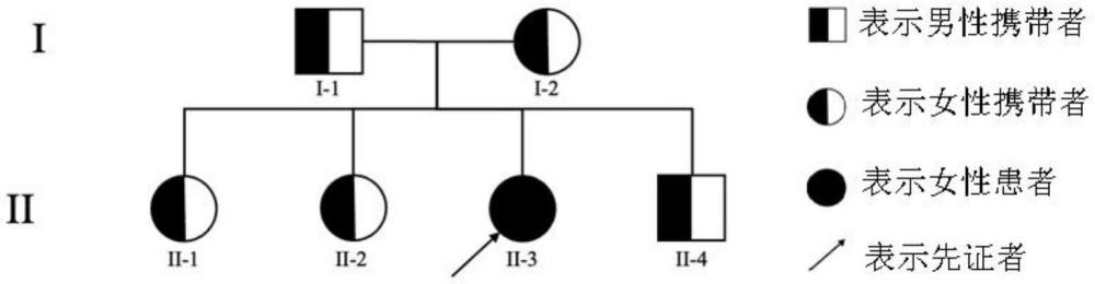 STRA8基因突變體及其應(yīng)用