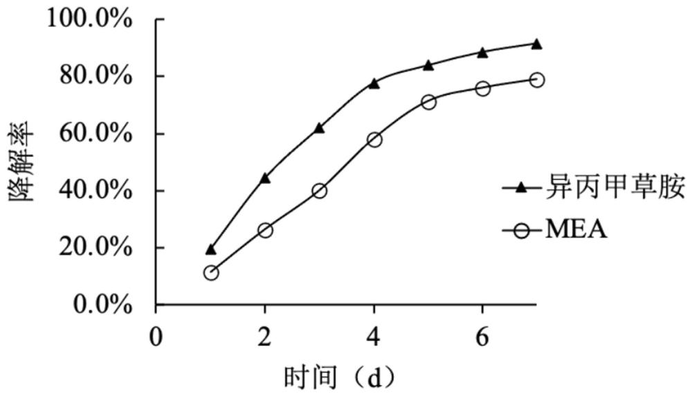 類芽孢桿菌WH-2及其應(yīng)用的制作方法